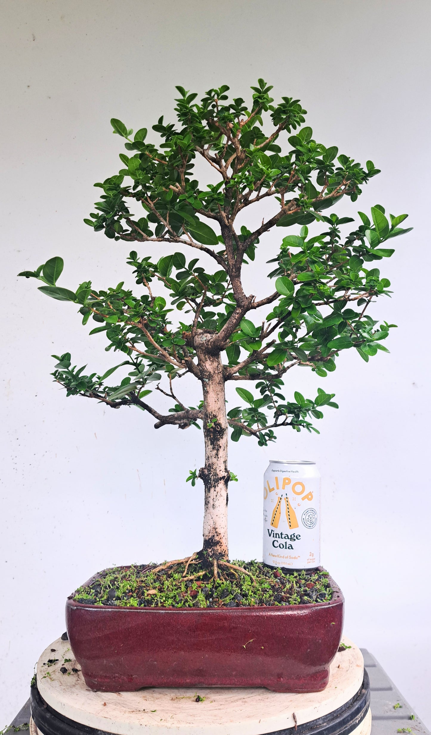 Flowering Premna Bonsai - 10 inch pot