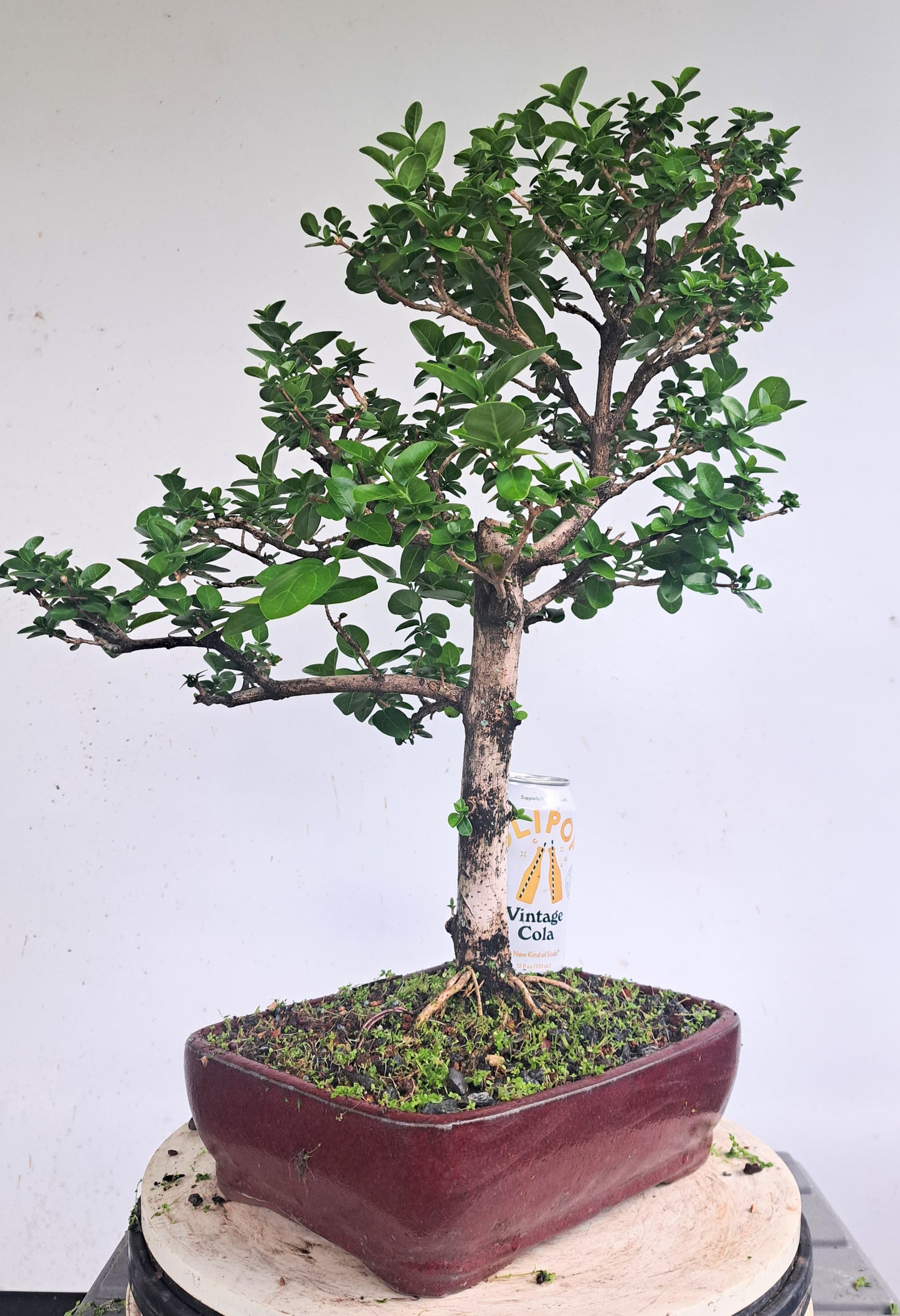 Flowering Premna Bonsai - 10 inch pot