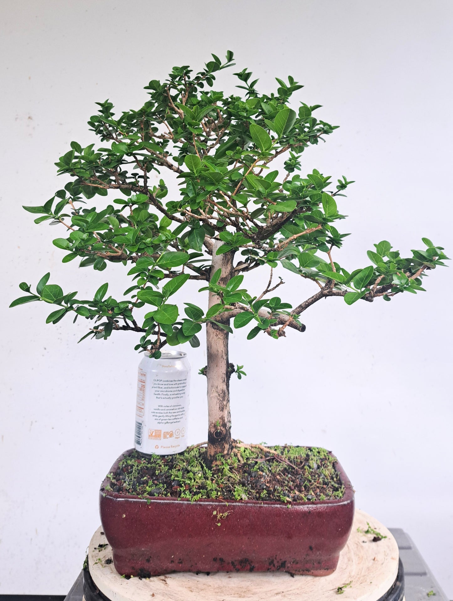Flowering Premna Bonsai - 10 inch pot