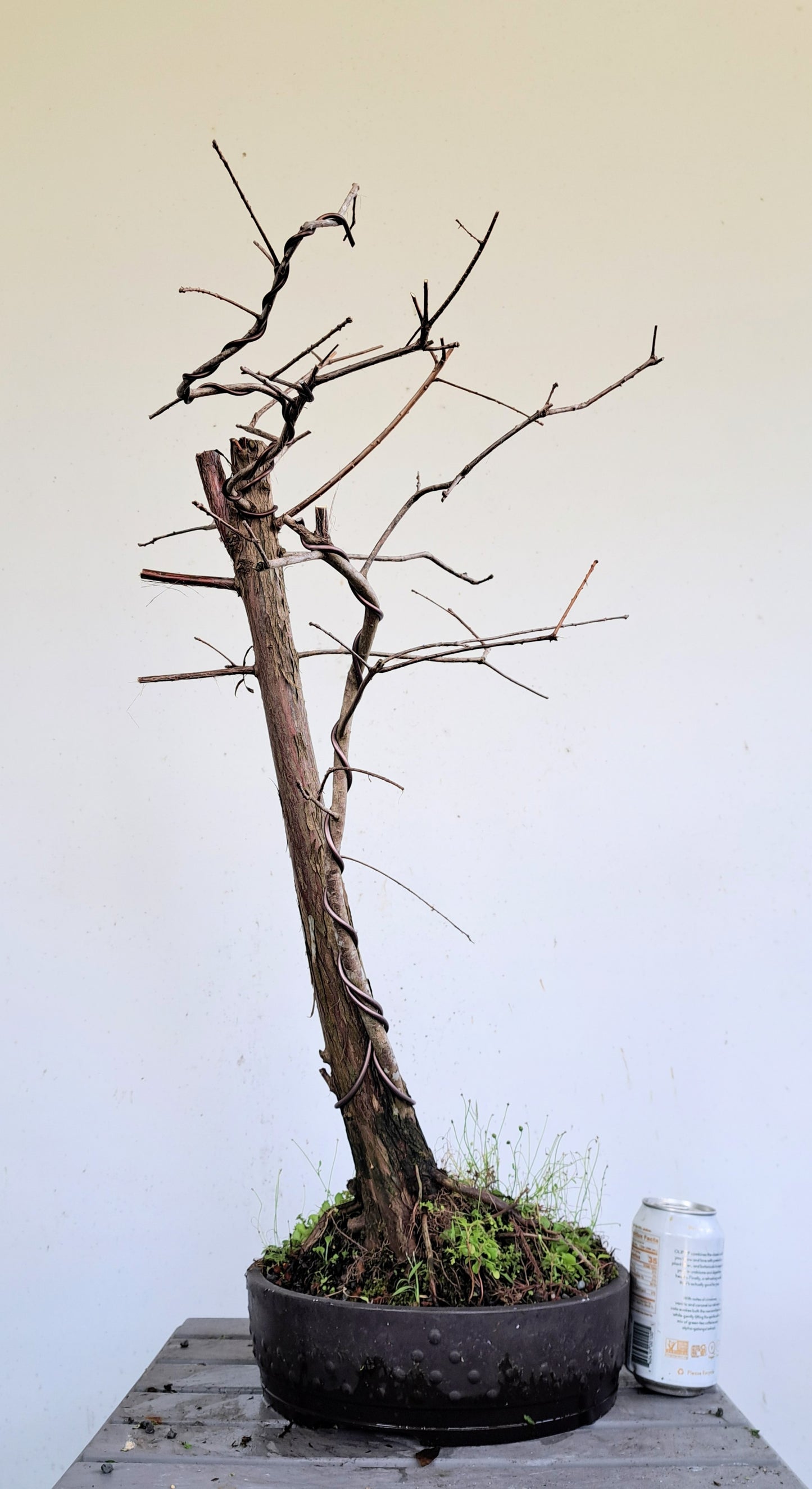 Bald Cyress Bonsai - 12 inch Mica pot