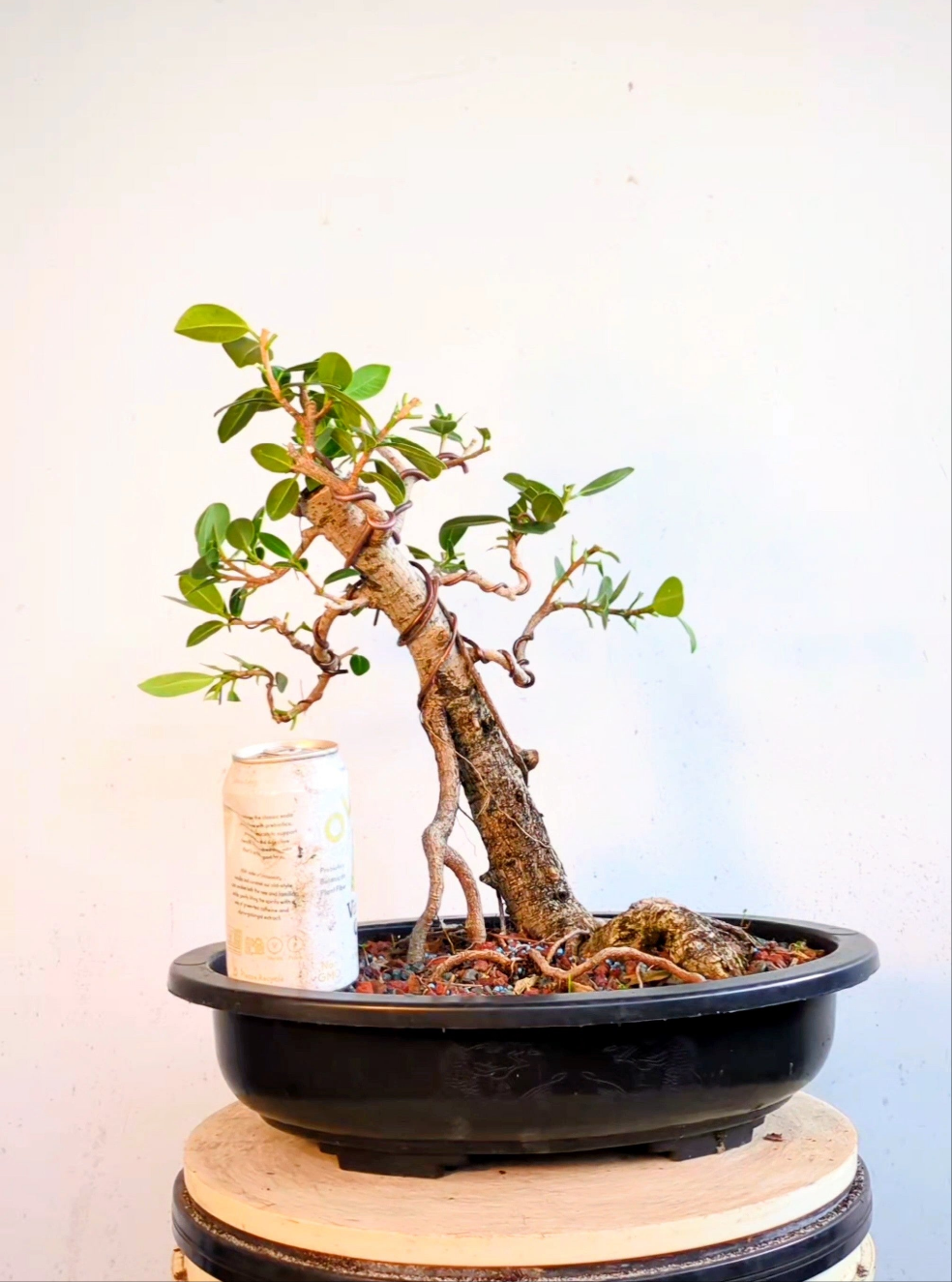 Green Island Ficus - 15 inch plastic pot