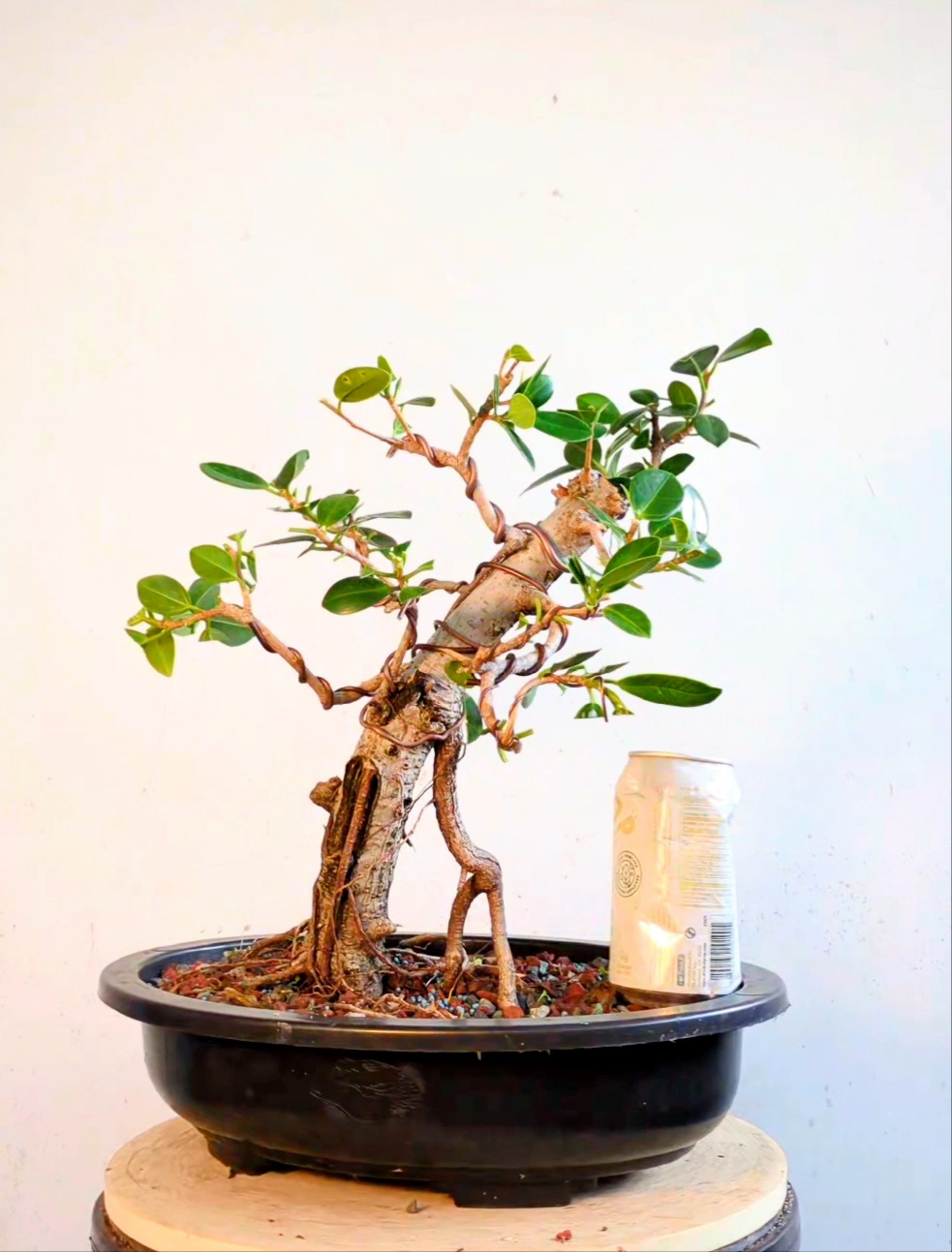 Green Island Ficus - 15 inch plastic pot