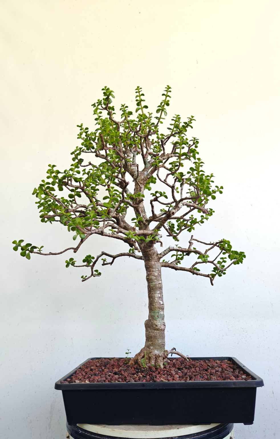 XL Dwarf Jade - 15 Inch Shallow Plastic Tray