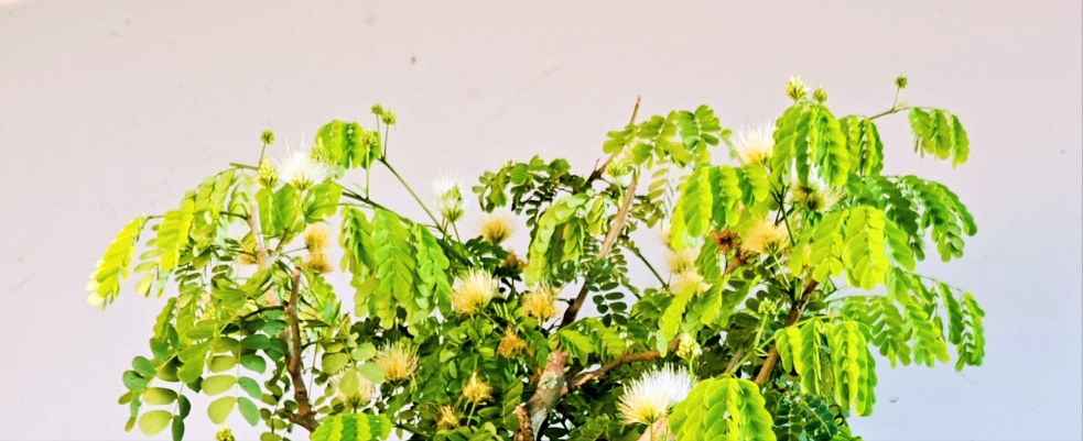 Thornless Flowering Brazilian Rain Tree - 10 Inch Glazed Pot