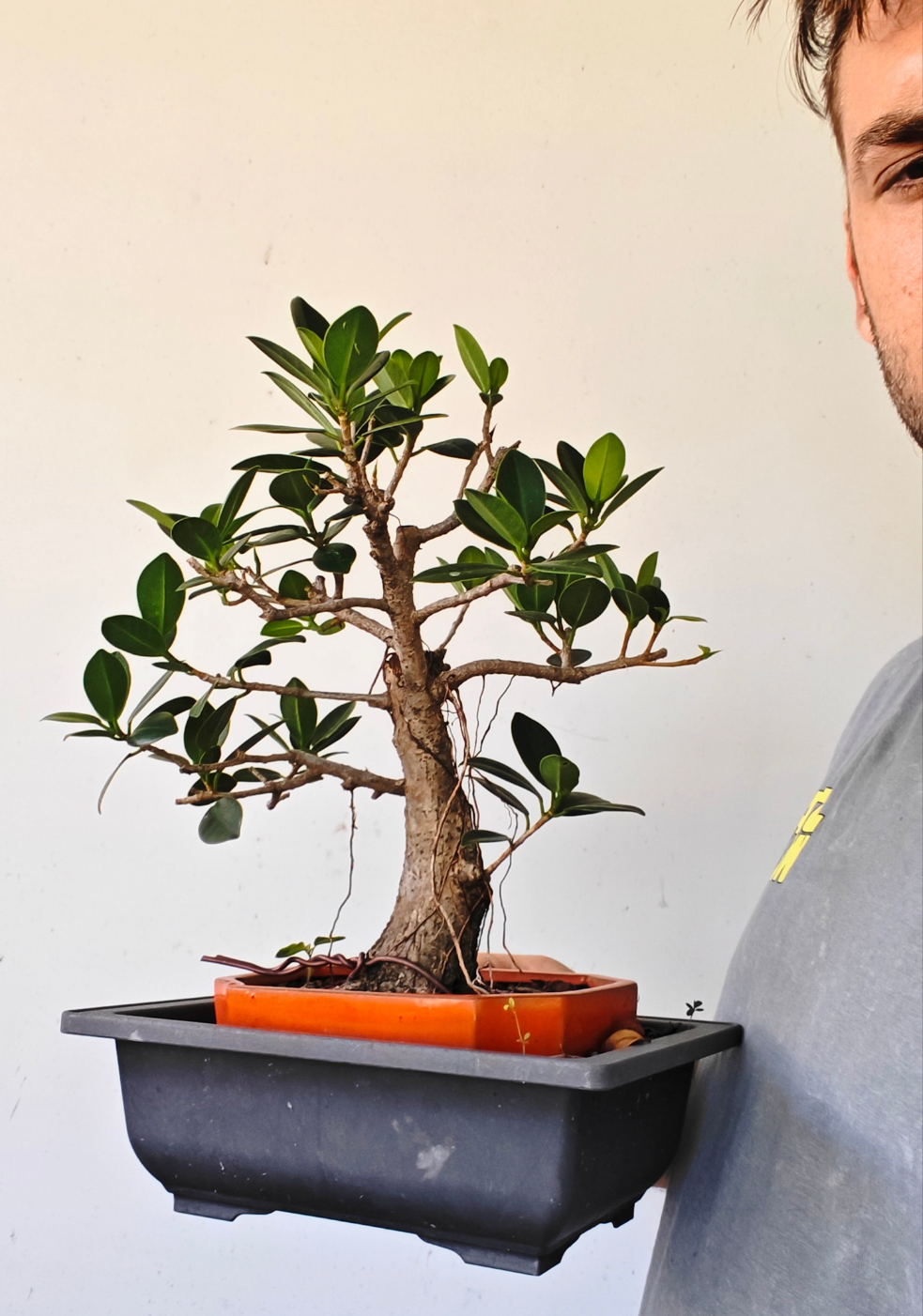 Green Island Ficus - 6 inch Glazed Rectangle