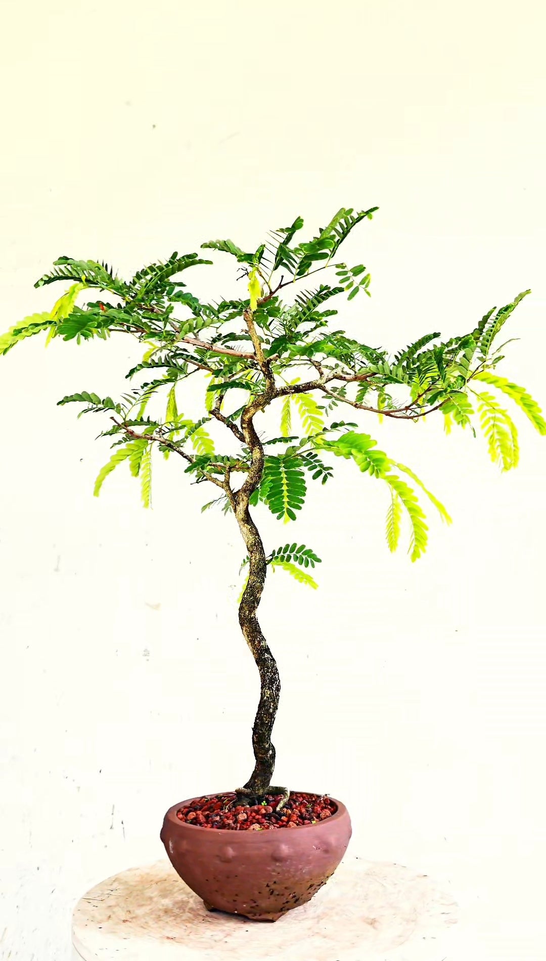Tamarind Bonsai - 6 inch unglazed pot