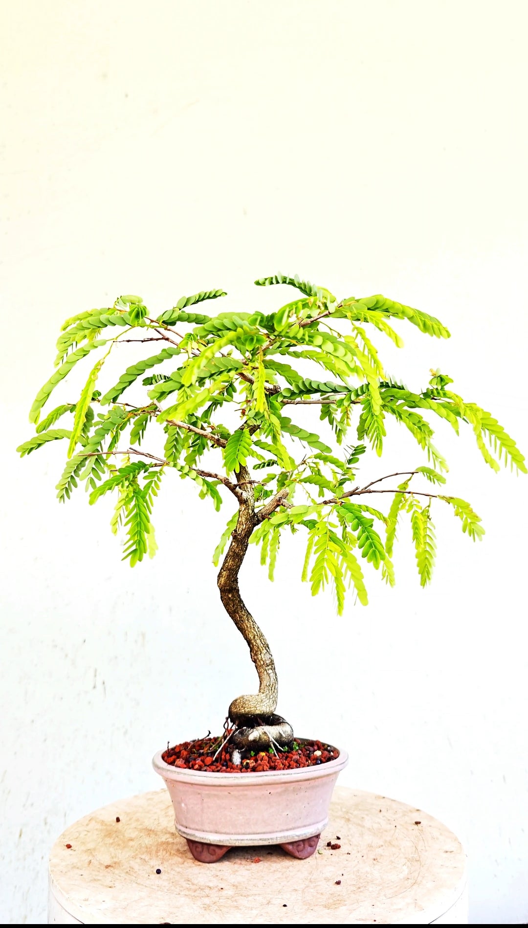 Tamarind Specimen Bonsai - 5 Inch Glazed Lavender Bonsai Pot