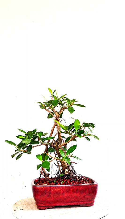 Green Island Ficus - 6 inch Glazed Rectangle