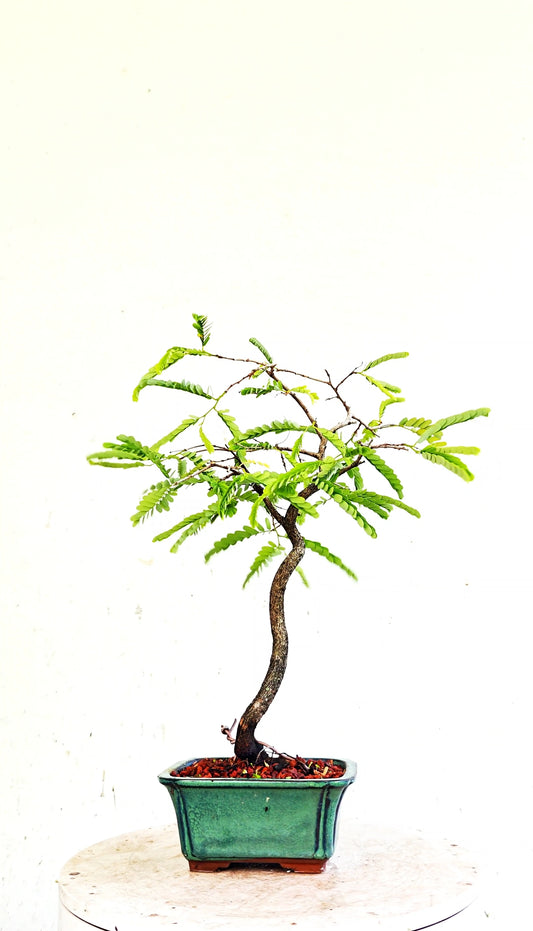 Tamarind Bonsai - 5 Inch Glazed Bonsai Pot