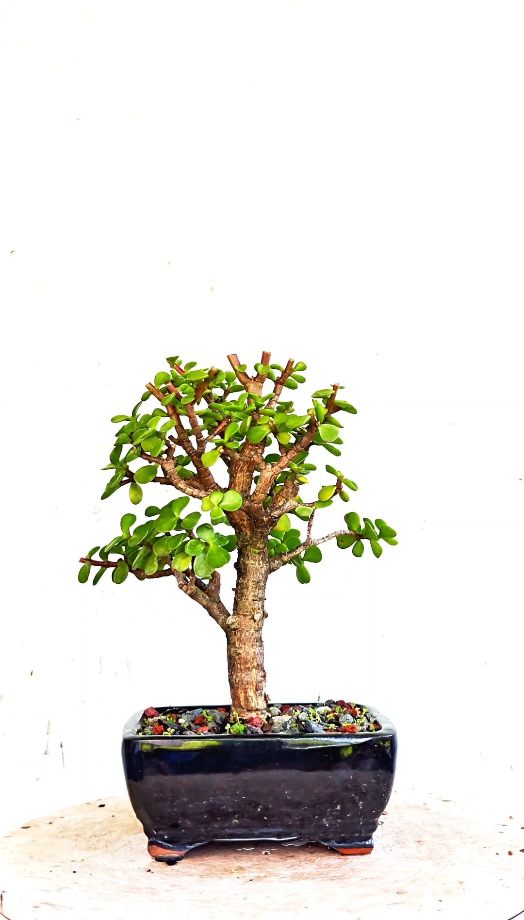 Dwarf Jade - 5 Inch Glazed Bonsai Pot