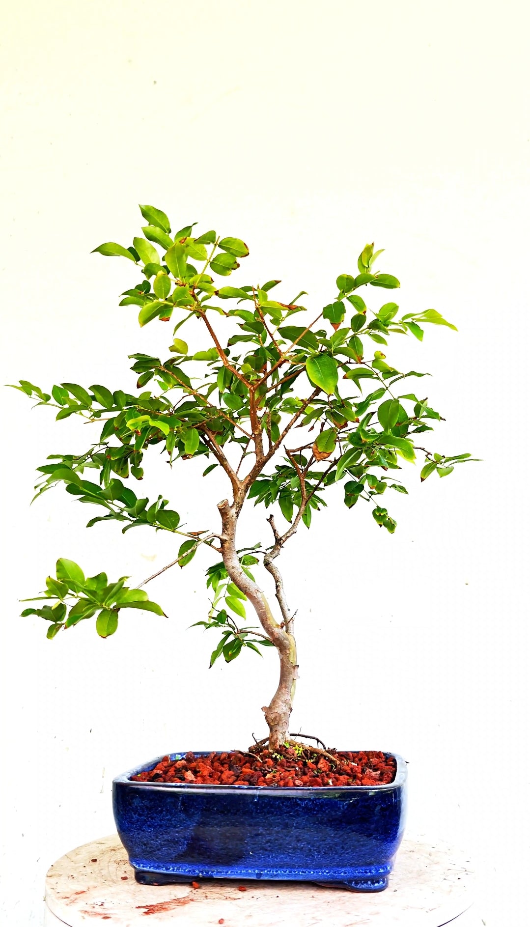Jaboticaba - 8 Inch Glazed Bonsai Pot