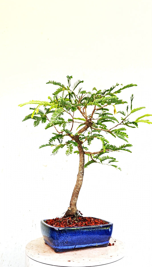 Tamarind Specimen Bonsai - 8 Inch Glazed Lavender Bonsai Pot