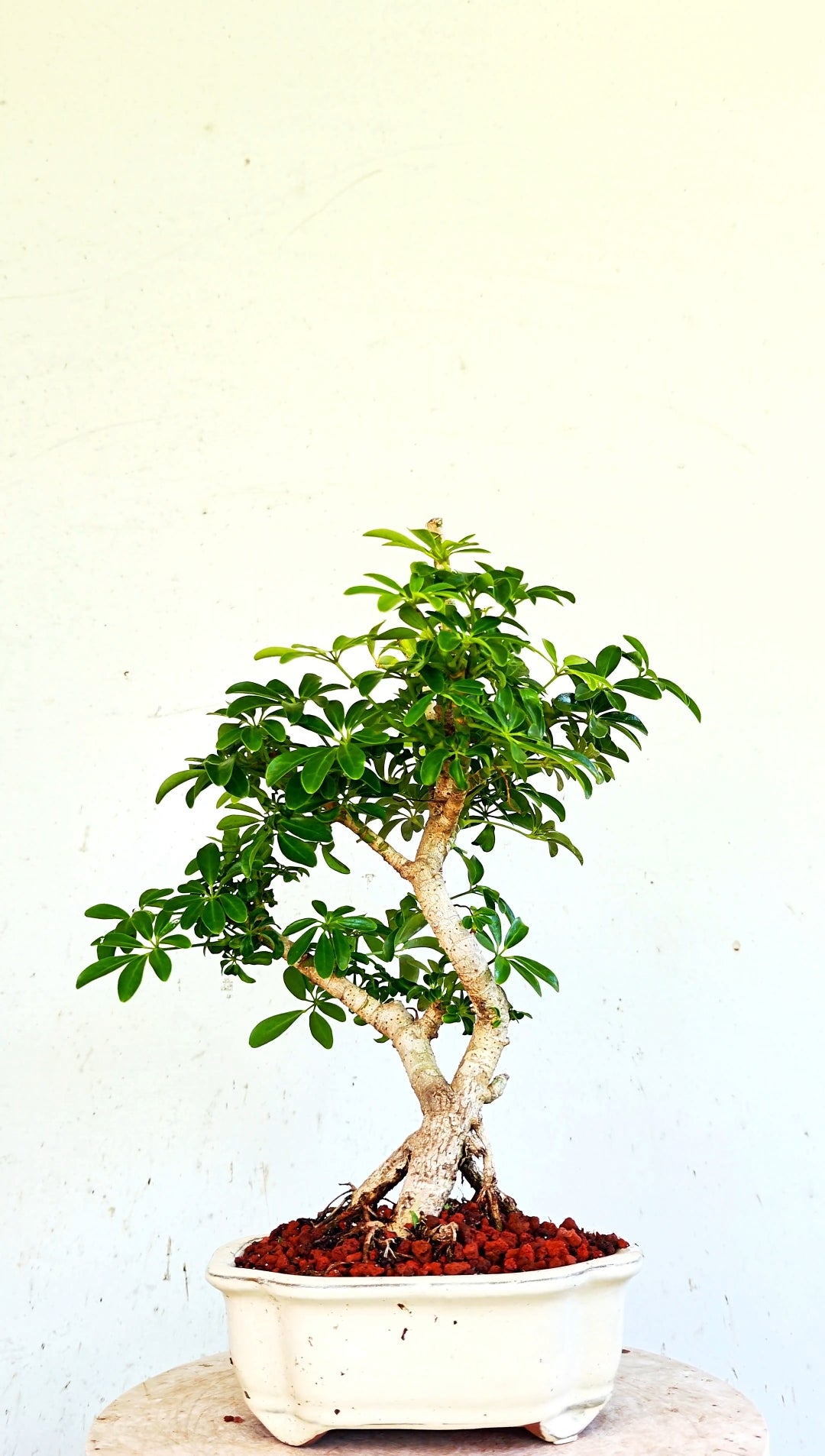 Dwarf Umbrella/Schefflera Bonsai - 6 inch glazed pot