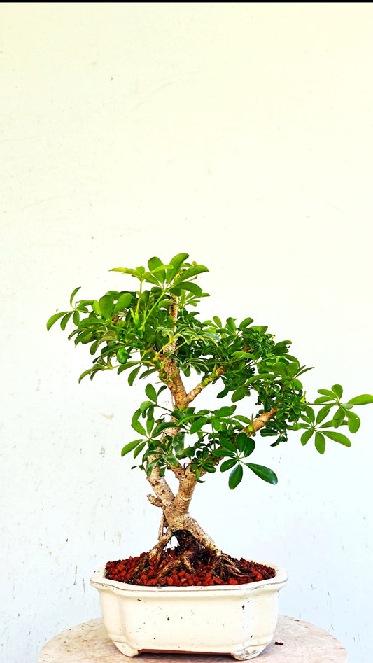 Dwarf Umbrella/Schefflera Bonsai - 6 inch glazed pot
