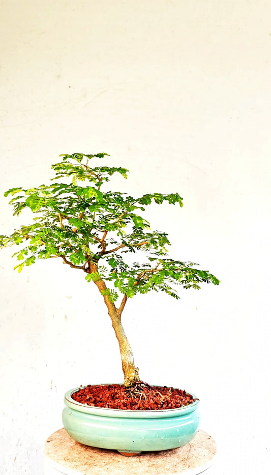 Thorny Brazilian Rain Tree Specimen - 8 Inch Glazed Pot