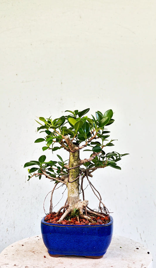 Green Island Ficus - 6 inch Glazed Rectangle