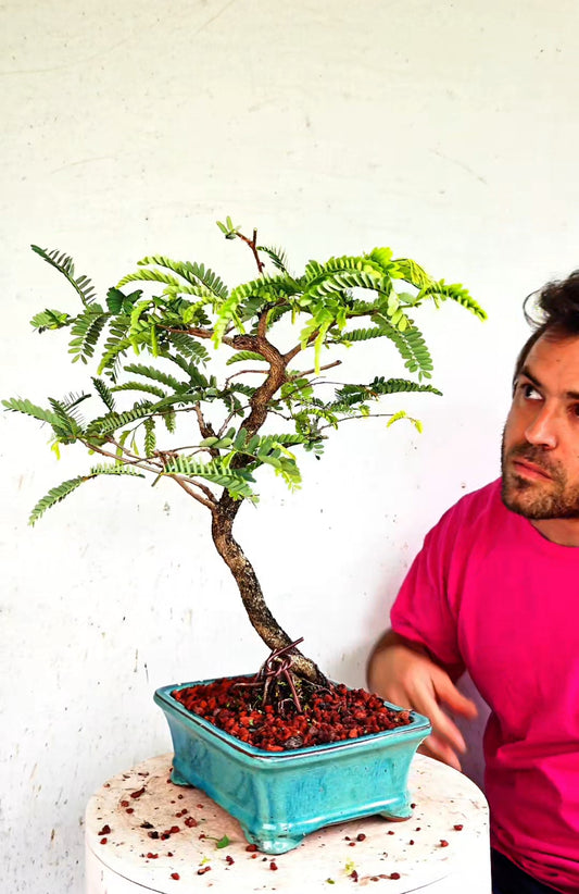 Tamarind Specimen Bonsai - 8 Inch Glazed Bonsai Pot