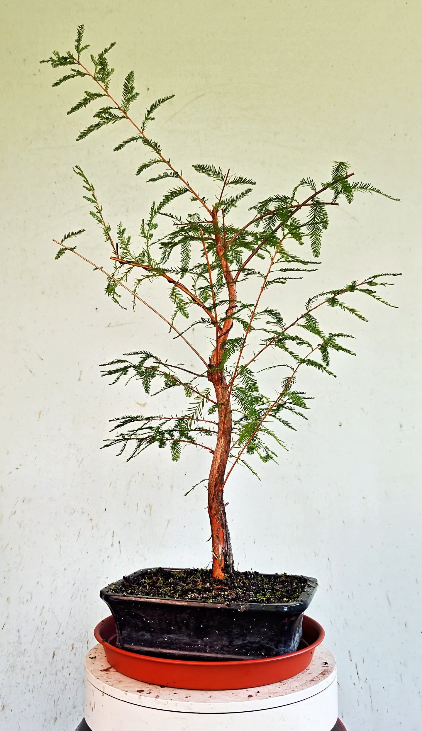 Bald Cypress Bonsai - 10 inch glazed rectangle