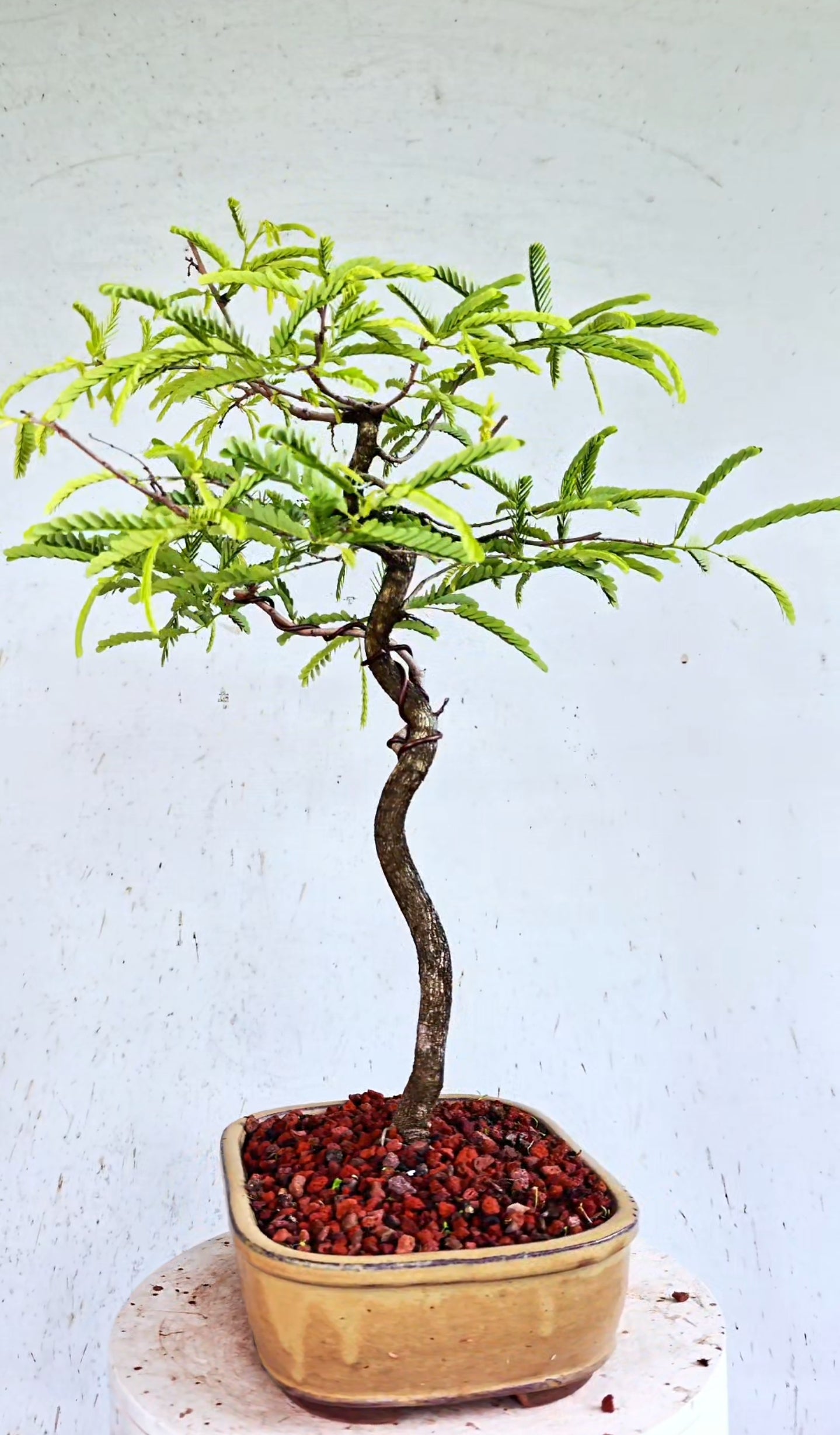 Tamarind Specimen Bonsai - 10 Inch Glazed Bonsai Pot