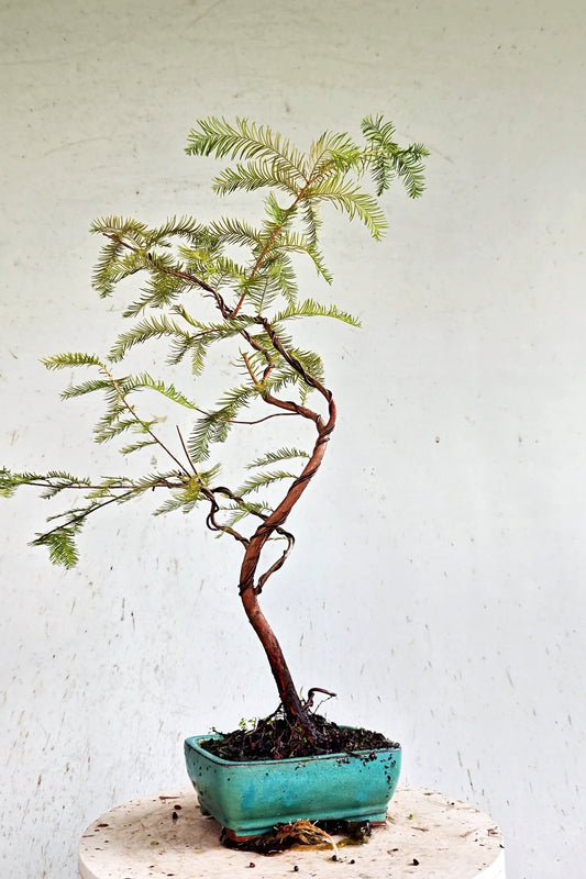 Bald Cyress Windswept Bonsai - 6 inch glazed pot