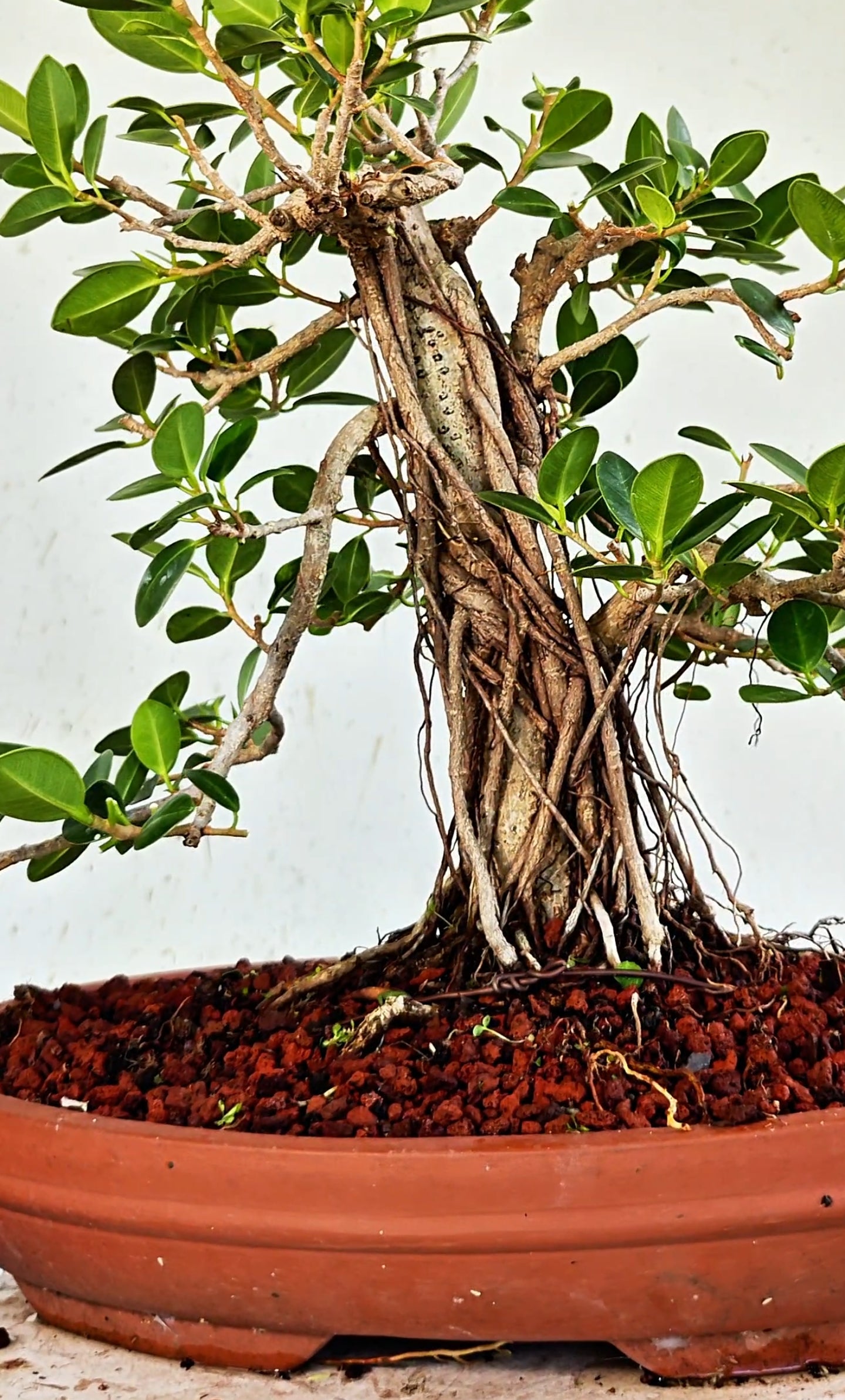 Ficus Microcarpa Specimen - 12 inch Shallow Unglazed Oval