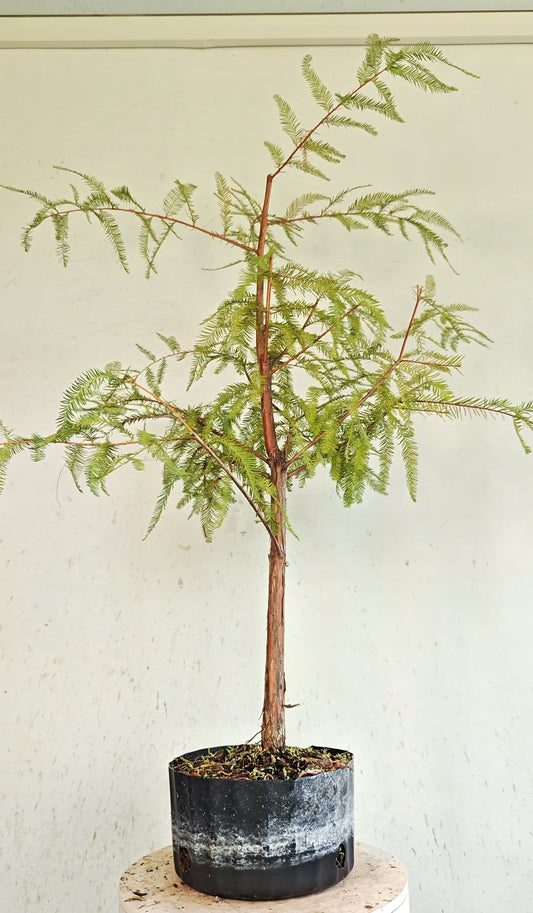 Bald Cyress Pre Bonsai - 8 inch plastic nursery pot