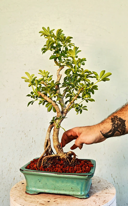 Dwarf Umbrella/Schefflera Bonsai - 8 Inch Glazed Pot
