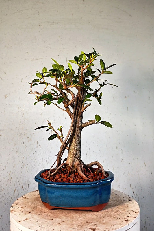 Ficus Microcarpa - 6 inch Glazed Lotus Container