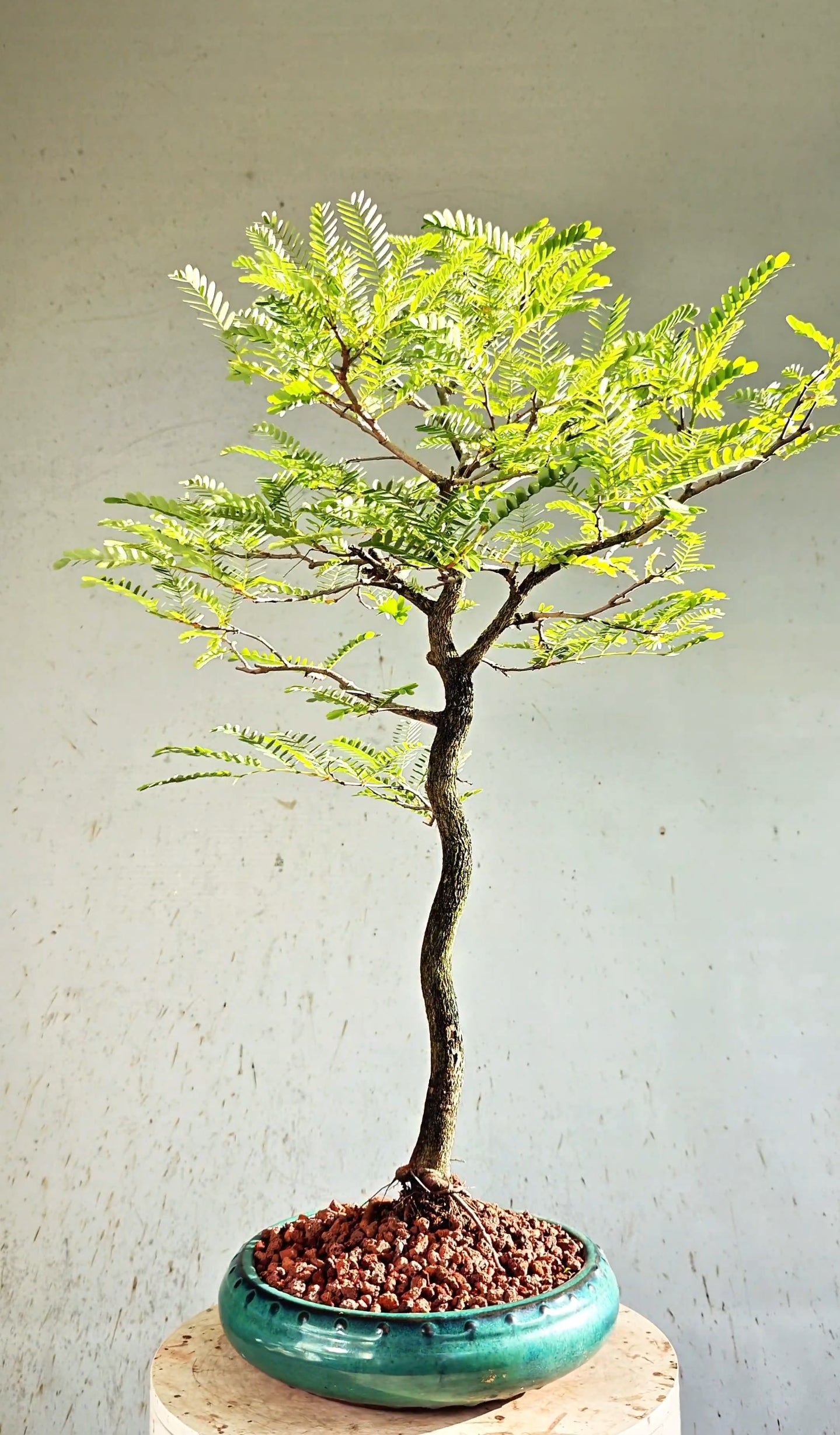 Tamarind Specimen Bonsai - 10 Inch Round Glazed Bonsai Pot