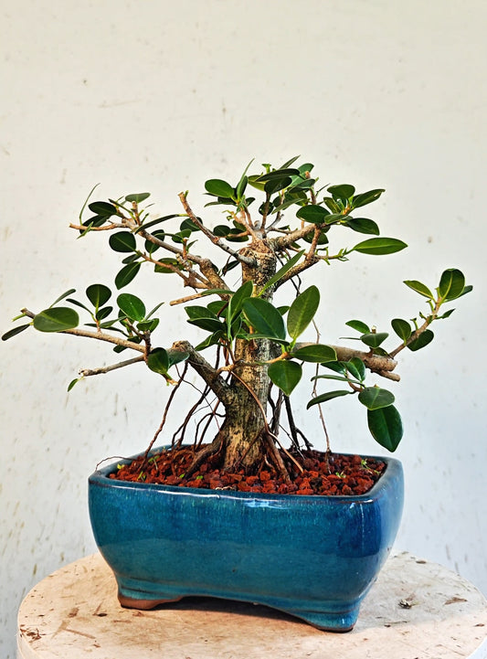 Ficus Microcarpa - 6 inch Glazed Bonsai Pot