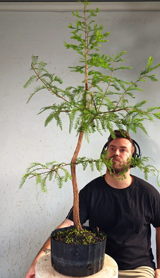 Bald Cypress Bonsai - 8 inch nursery container