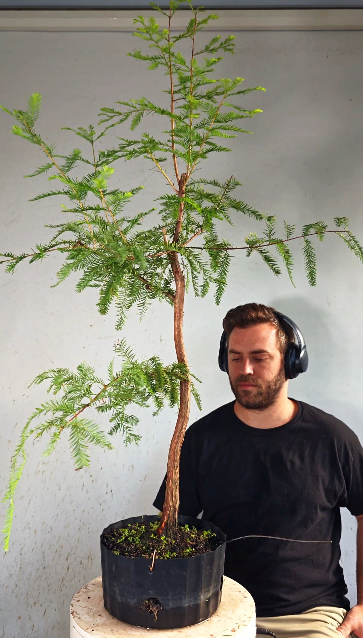 Bald Cypress Bonsai - 8 inch nursery container