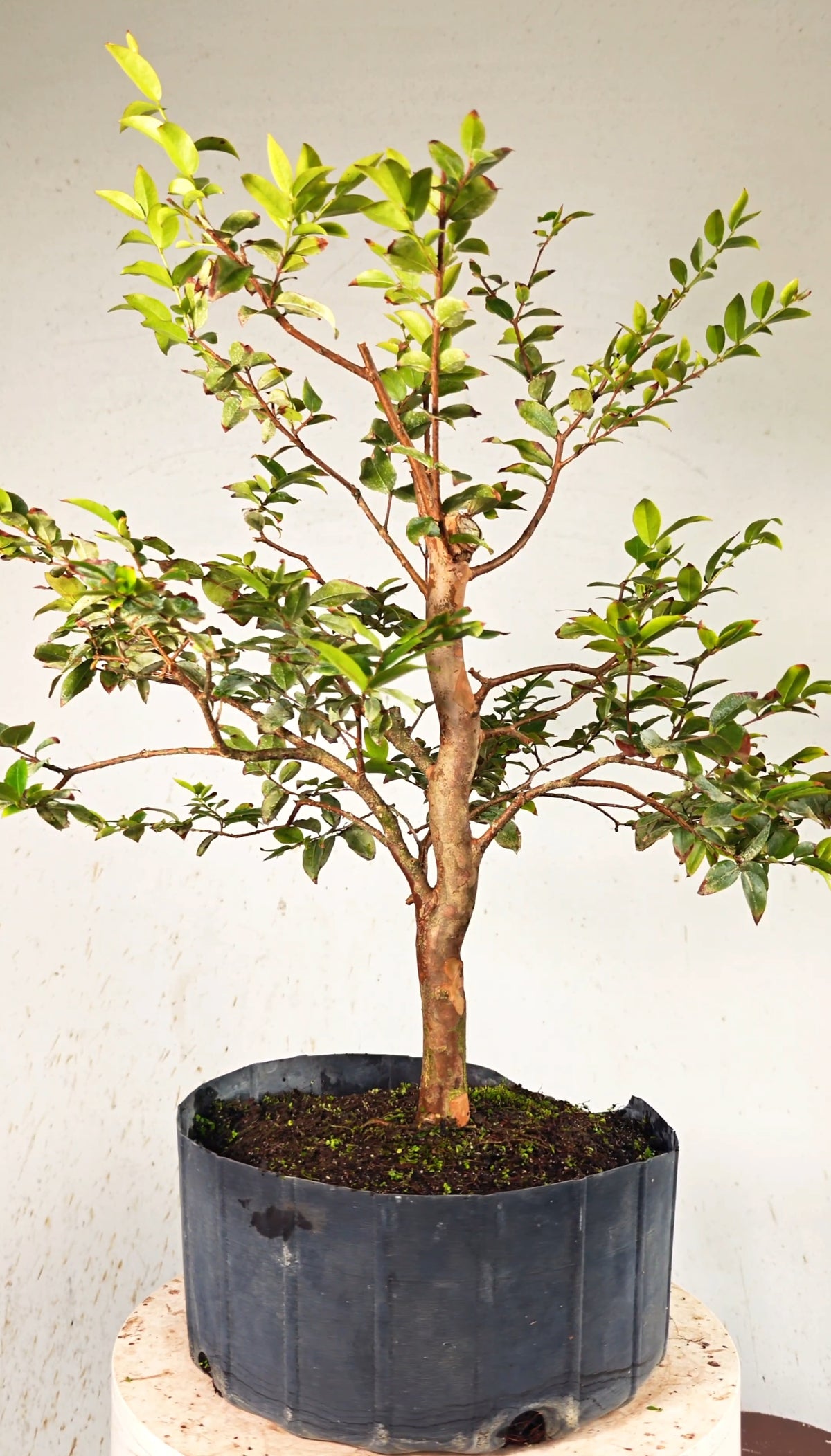 Jaboticaba - 8 Inch Nursery Container