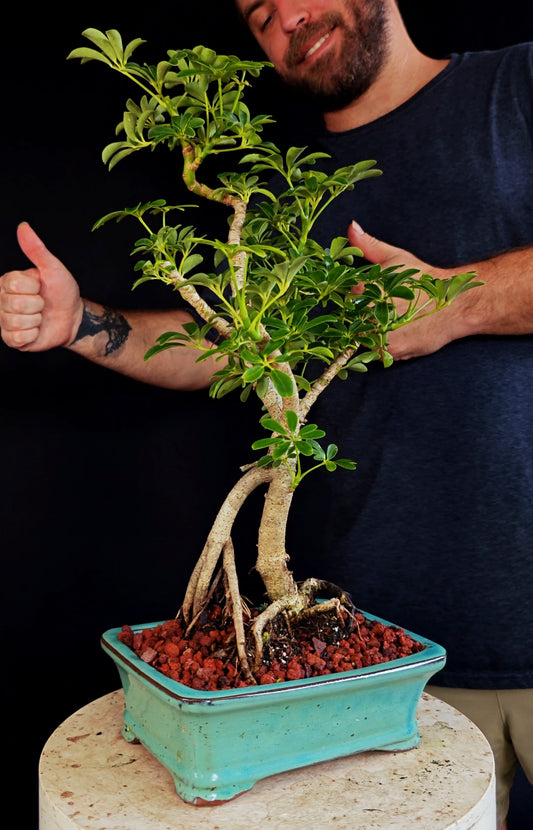 Dwarf Umbrella/Schefflera Bonsai - 8 Inch Glazed Pot