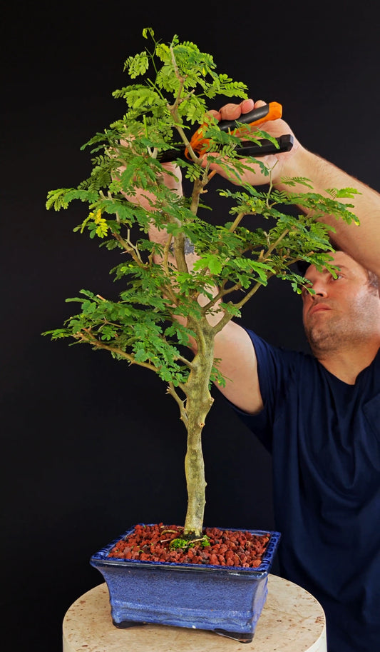 Thorny Brazilian Rain Tree Specimen - 8 Inch Glazed Pot