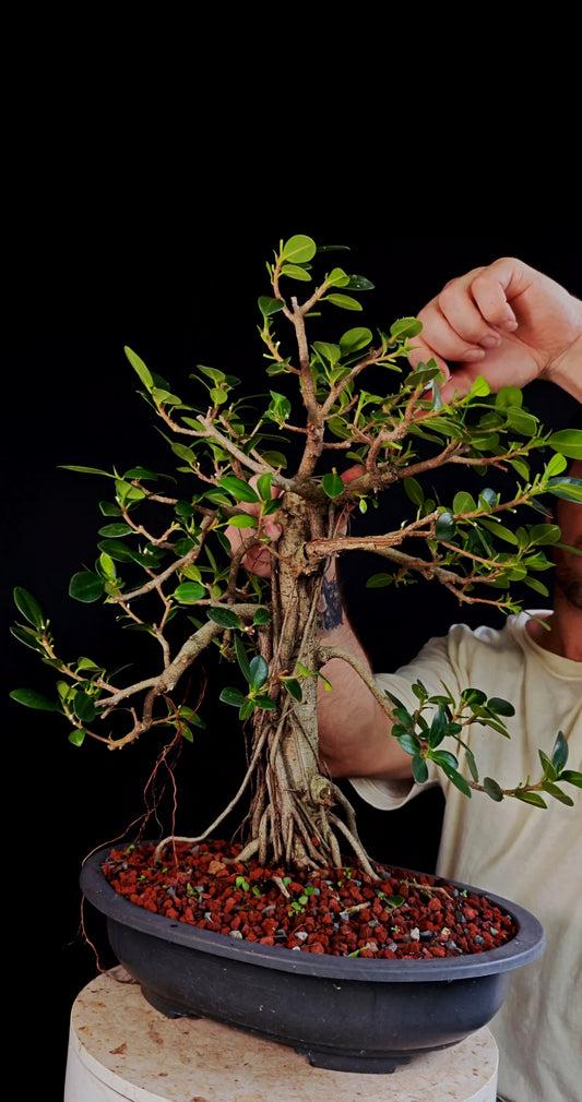Ficus Microcarpa - 15 Inch Plastic Bosai Pot