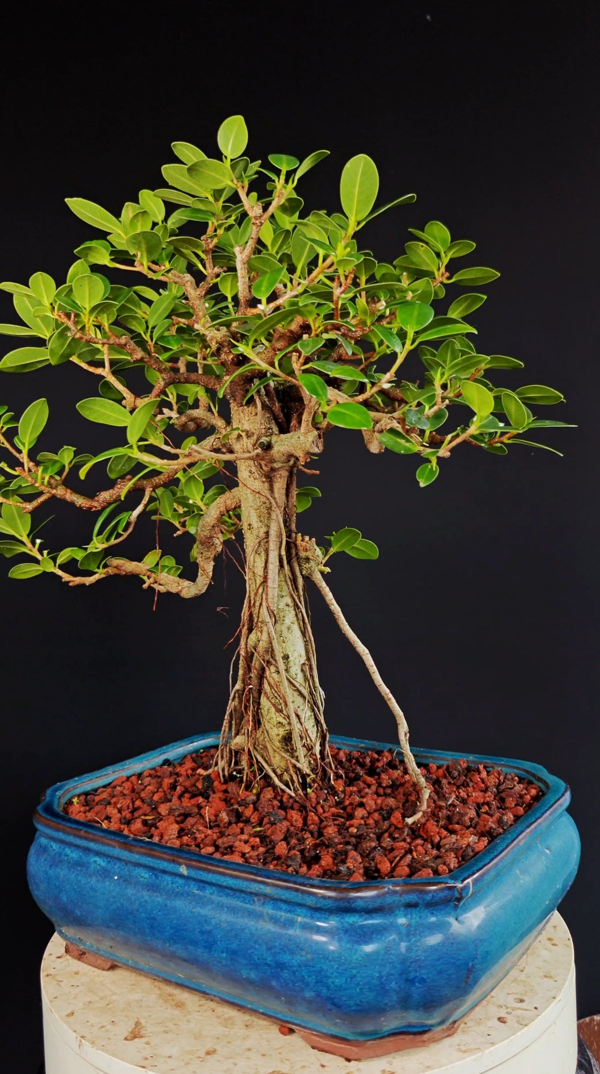 Green Island Ficus - 12 inch Glazed Rectangle