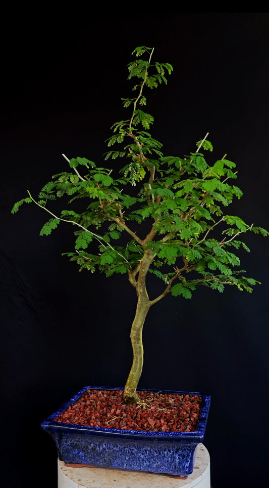 Thorny Brazilian Rain Tree Specimen - 12 Inch Glazed Pot