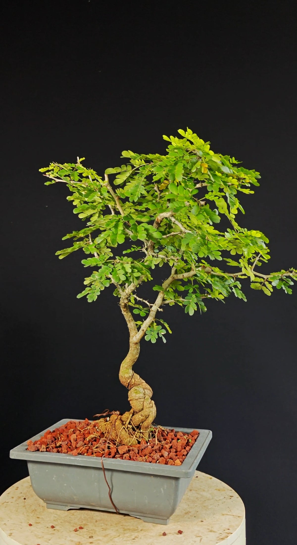 Texas Ebony - 9 Inch Plastic Bonsai Pot