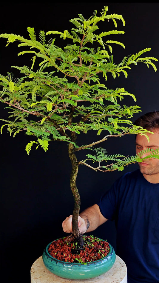 Tamarind Specimen Bonsai - 10 Inch Round Glazed Bonsai Pot