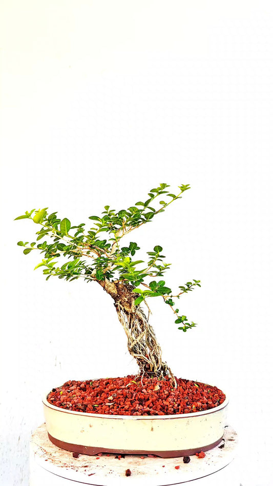 Flowering Premna Specimen - 12" Glazed Pot