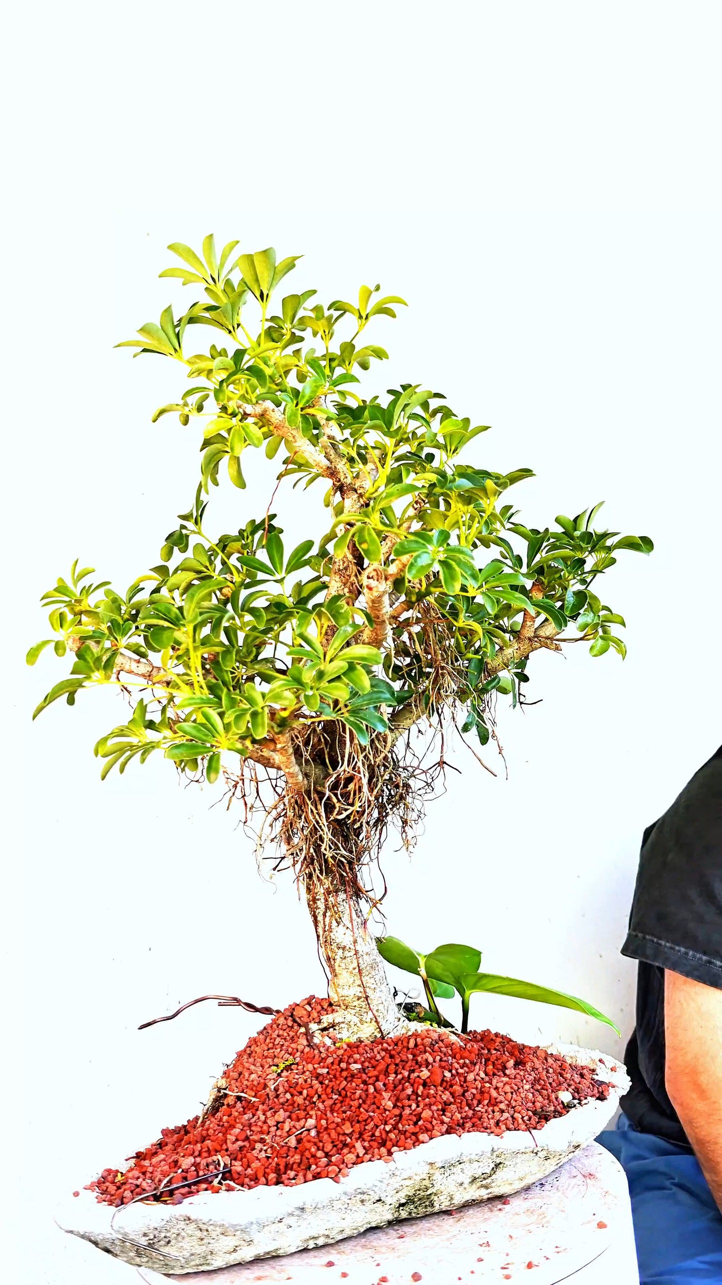 Dwarf Umbrella/Schefflera Bonsai Specimen - 12 Inch Handmade Cement Slab