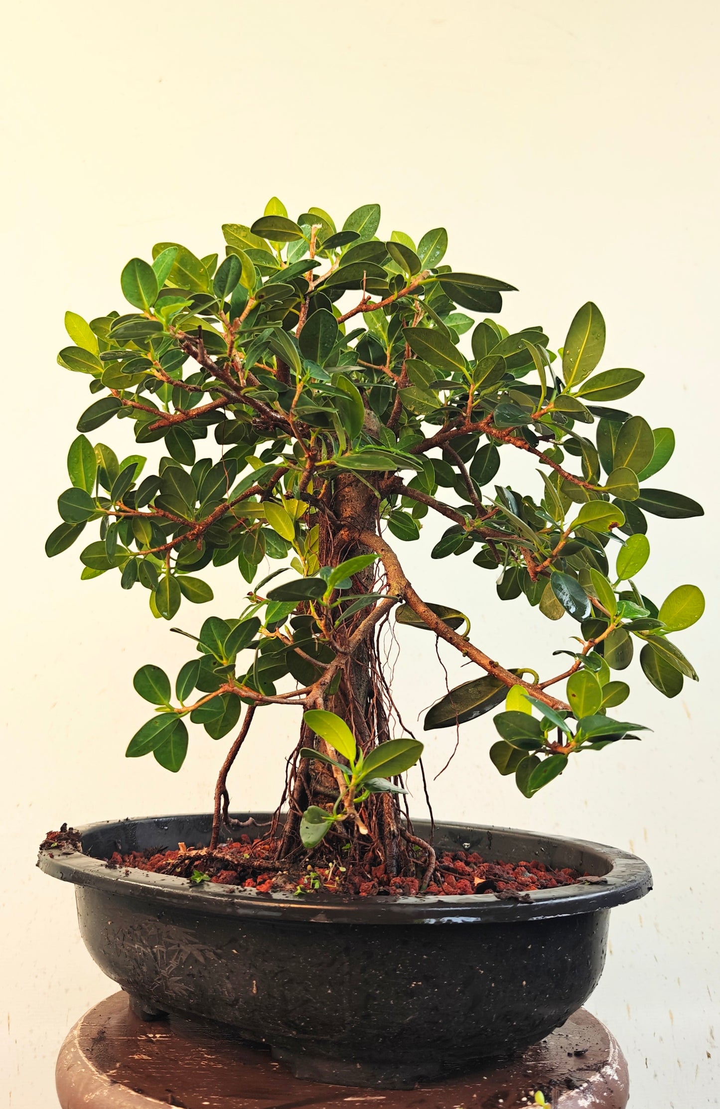 Green Island Ficus - 15 inch plastic pot
