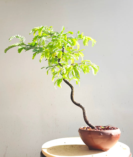 Tropical Tamarind Bonsai - 6 inch unglazed pot