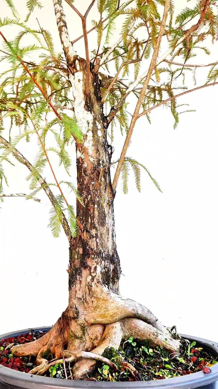 Bald Cyress Bonsai - 18 inch plastic pot