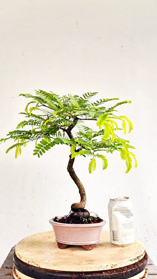 Tamarind Specimen Bonsai - 4 inch glazed pot