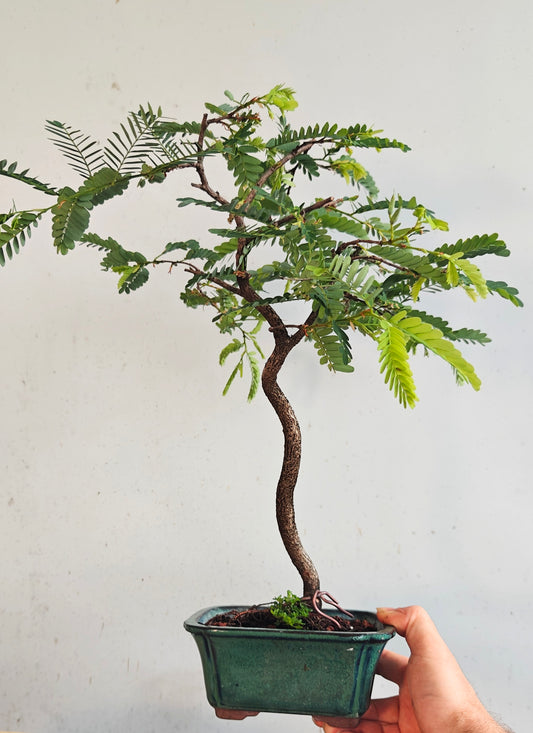 Tamarind Specimen Bonsai - 4 inch glazed pot