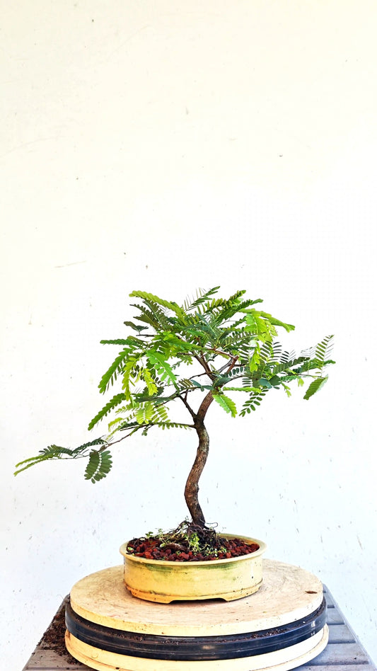 Tamarind Specimen Bonsai - 8 inch glazed pot