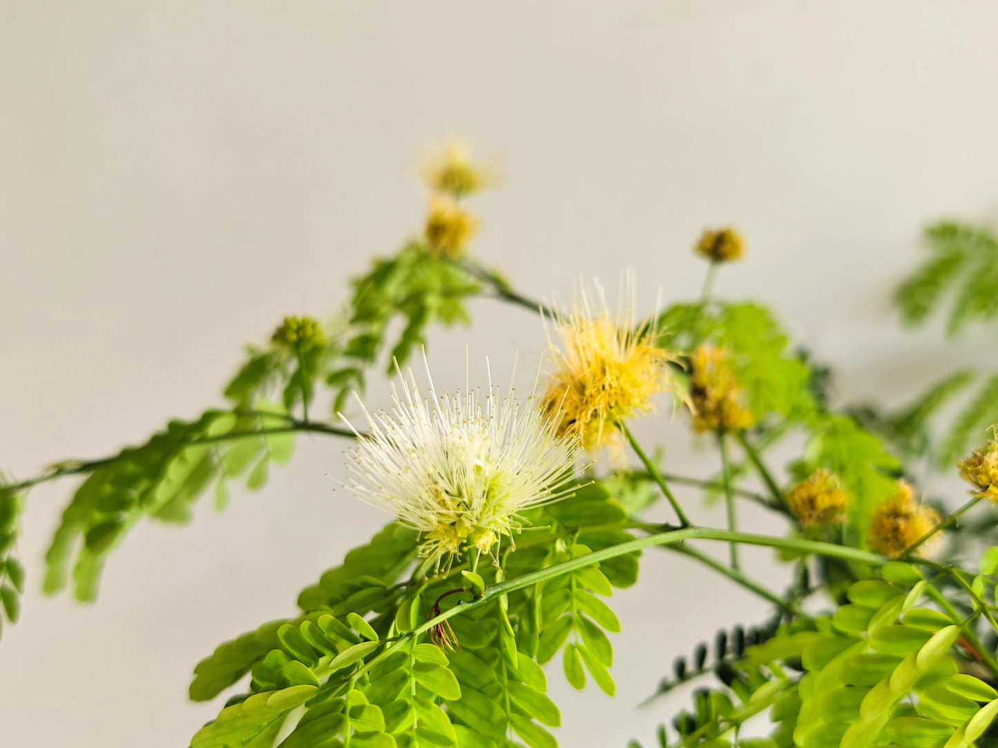 Thornless Flowering Brazilian Rain Tree - 7 Inch Plastic Pot