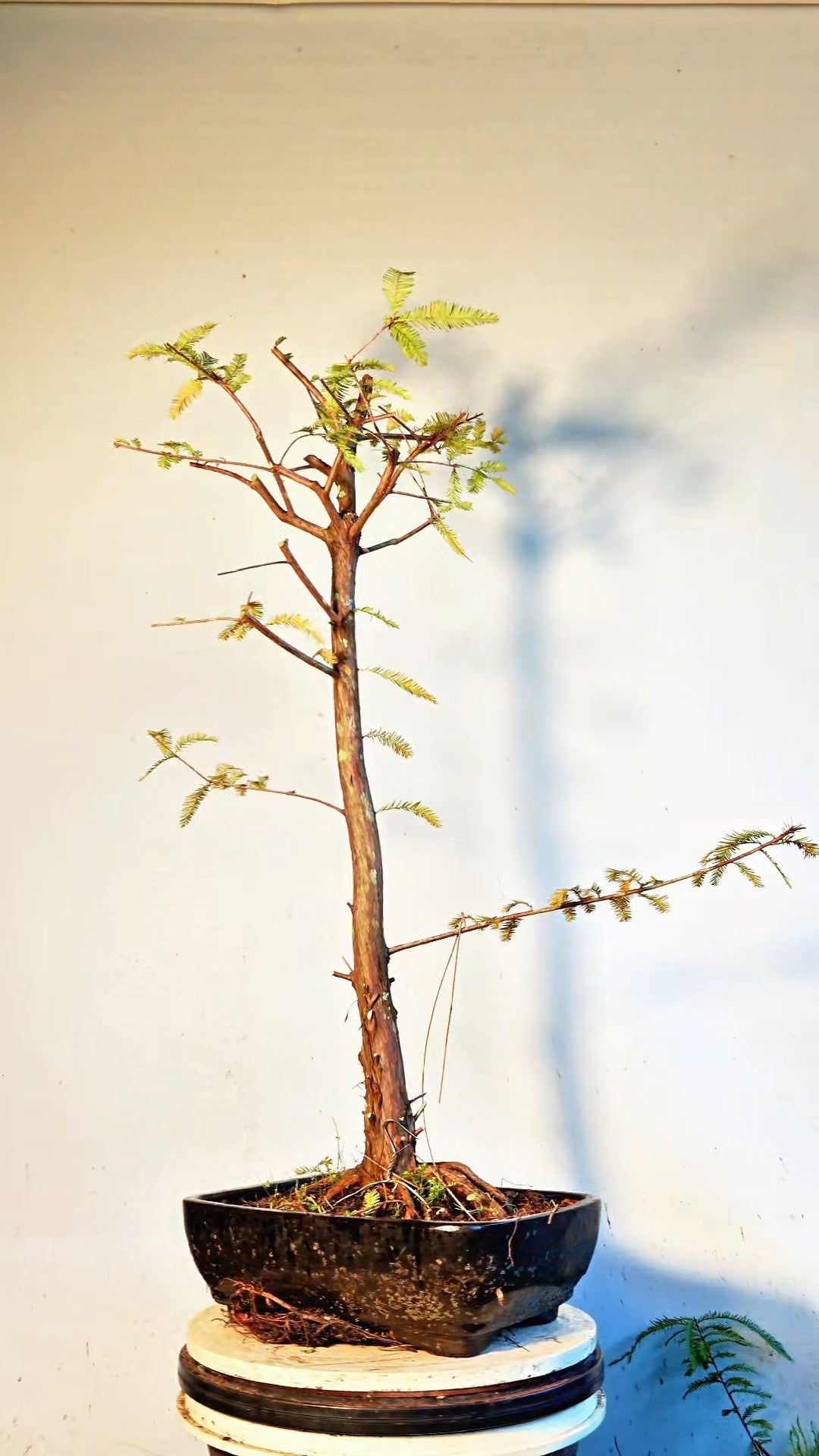 Bald Cyress Bonsai - 12 inch glazed pot